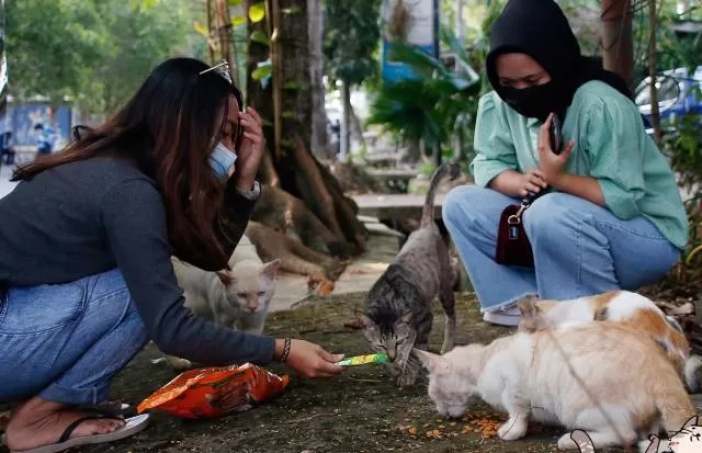 KASIH PAKAN: Relawan Sesama Movement memberi pakan kepada kucing jalanan di Banjarbaru yang mereka nilai ikut terdampak pemberlakukan PPKM level 4. | Foto: Sesama Movement for Radar Banjarmasin