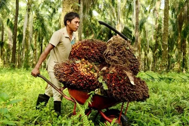 HARGA BAGUS: Petani membawa sawit di perkebunan. Harga sawit di pasar internasional naik. | Foto: Ist