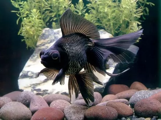 INDAH: Ikan hias mas koki berjenis black moor masih digemari hingga saat ini. Selain murah, ikan ini juga memiliki ekor yang indah.