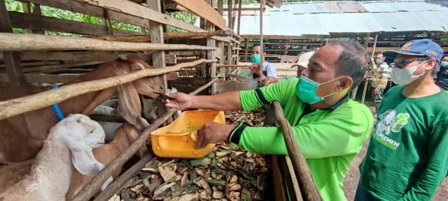 PAKAN TERNAK: Kelompok Tani Maju Bersama Sejahtera diajarkan bagaimana cara membudidayakan daun kelor untuk mendukung usaha ternak kambing dan ketahanan kesehatan keluarga. | FOTO: RAHMAT