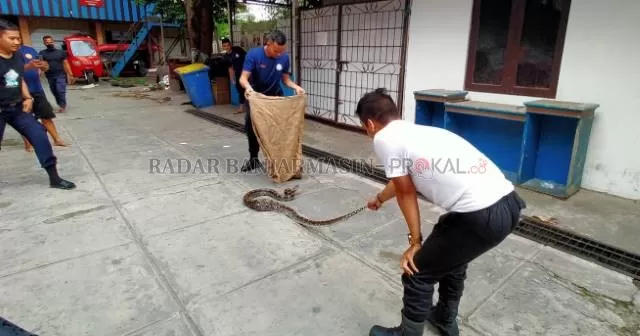 JANGAN COBA DI RUMAH: Anggota Animal Rescue memasukkan ular ke dalam karung di markas BPBD Banjarmasin, kemarin (10/9). | FOTO: ENDANK/RADAR BANJARMASIN
