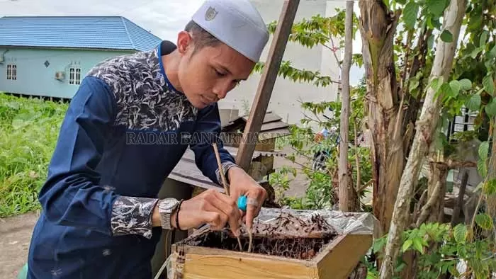 TELATEN: Noer Arief merawat lebah kelulut budidayanya. Dia mendapatkan pemasukan lumayan dari hasil budidaya lebah kelulut.