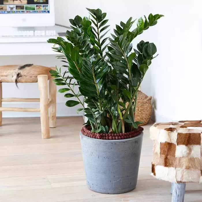 UNIK: Pohon dolar atau ZZ plant cocok untuk dijadikan hiasan luar hingga dalam rumah. Bentuknya unik dan mudah dirawat.