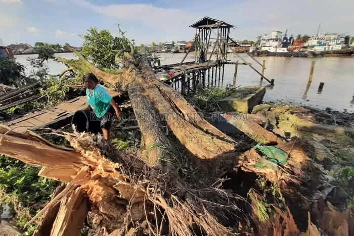 POHON TUA: Pohon trembesi tua di dermaga kecil di Teluk Tiram yang tumbang kemarin (24/10) sekitar jam 3 petang. | Foto Wahyu Ramadhan/Radar Banjarmasin