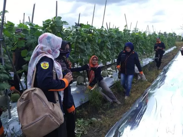 KUNJUNGAN: Rombongan dari BPP Pandawan Hulu Sungai Tengah berkunjung ke wisata putik melon Kelompok Tani Ngudi Rahayu Kelurahan Syamsudin Noor pada Kamis (11/11) lalu.