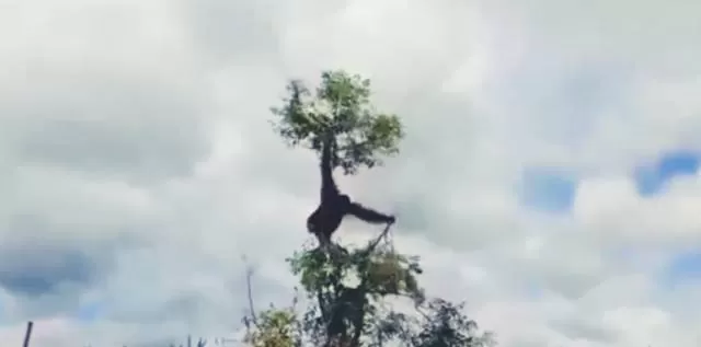 FAUNA: Orangutan migrasi dari Barito Selatan (Kalteng) yang muncul di hutan rawa Desa Kayakah dan Murung Panggang Kecamatan Amuntai Selatan Kabupaten HSU. (Foto: Muhammad/Akbar Radar Banjarmasin)