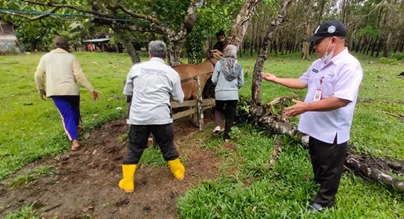 DISUNTIK: Petugas dari Disnakkeswan Tala melakukan penyuntikan ternak sapi milik warga Desa Damit.