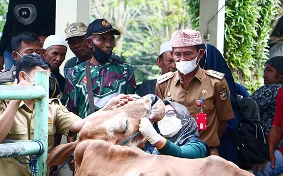 PASTIKAN AMAN: Bupati Tala HM Sukamta melihat secara langsung pemeriksaan hewan ternak di Pasar Hewan Pelaihari.