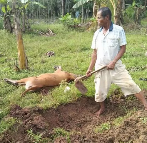 MATI MENDADAK: Warga Desa Mekar Sari Kecamatan Kintap mengubur ternak sapinya yang mati mendadak, Senin (16/5). Penyakit mulut dan kuku menghantui peternak sapi di Kalsel. | FOTO: NORSALIM YAHYA/RADAR BANJARMASIN