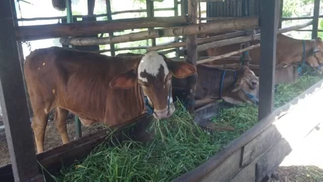 SEHAT: Ternak sapi warga di Kabupaten HSU masih aman dari penyebaran PMK. (Foto: Distan HSU untuk Radar Banjarmasin)