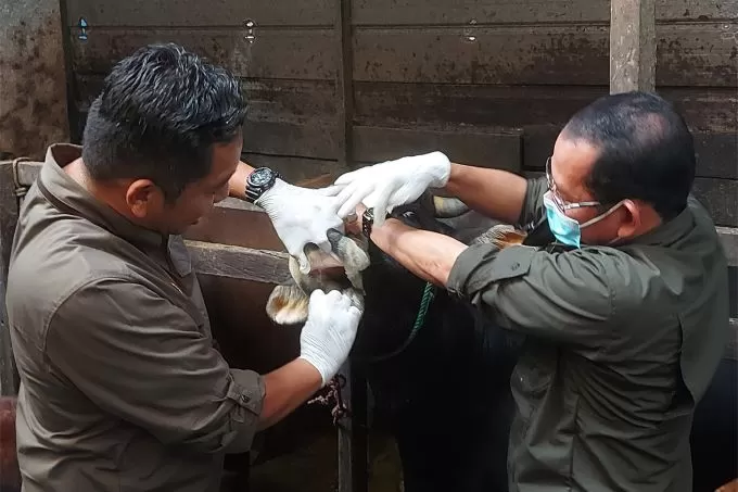 BUKA MULUT: Menghadapi wabah PMK, sapi-sapi di RPH Basirih rutin diperiksa dokter hewan. | FOTO: WAHYU RAMADHAN/RADAR BANJARMASIN