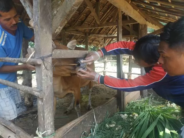DISUNTIK: Petugas dari Disnakeswan Tala melakukan pemeriksaan hewan ternak di Desa Bumi Jaya sebelum diberikan vitamin dan antibiotik.Norsalim Yahya/Radar Banjarmasin