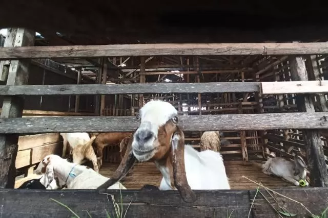 JADI MAHAL: Pelarangan pemasokan hewan ternak dari Jatim berdampak pada penjualan kambing di Banjarmasin. | FOTO: WAHYU RAMADHAN/RADAR BANJARMASIN
