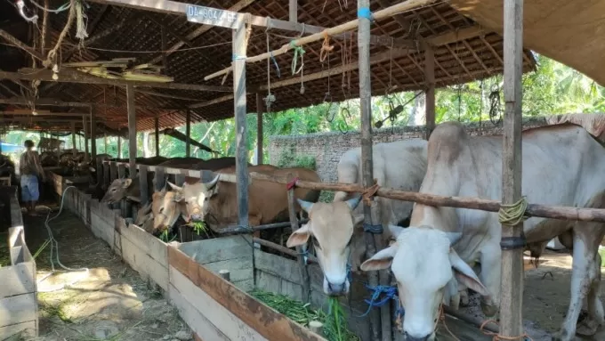 KURBAN: Sapi-sapi di kandang Desa Rantau Kaminting Kecamatan Labuan Amas Utara yang menunggu dikurbankan. FOTO: JAMALUDDIN/RADAR BANJARMASIN