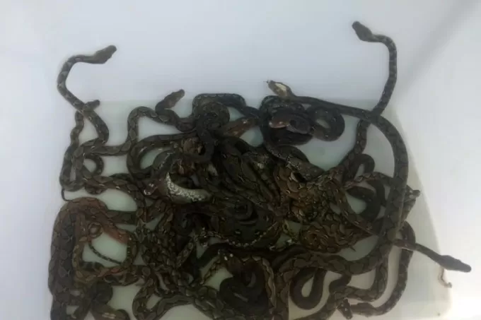KECIL TAPI LINCAH: Sejumlah anak ular piton yang berhasil dievakusai Tim Animal Rescue Banjarmasin, di sebuah rumah warga di Kompleks Pondok Metro. FOTO: MAULANA/RADAR BANJARMASIN