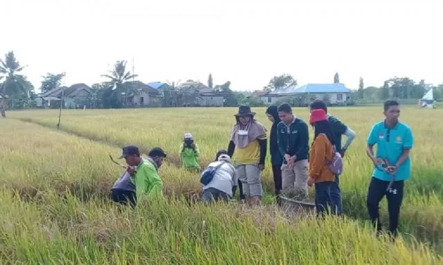 PANEN PERDANA: Dinas Ketahanan Pangan dan Hortikultura Tanbu melakukan panen perdana padi varietas Inpari IR Nutri Zinc awal tahun tadi.