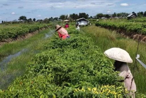 PERLUAS: Kabar gembira untuk petani Cabai Hiyung, Pemerintah Daerah akan memperluas lahan cabai di sana. | Foto: Junaidi untuk Radar Banjarmasin