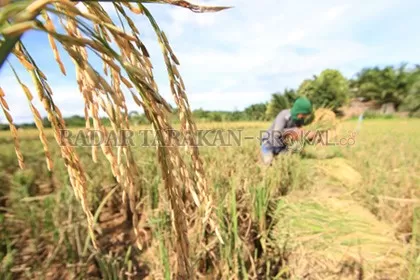 PANEN PADI: Masa panen padi terganggu karena keberadaan Neck Blast. Namun, sebagian petani yang tak terdampak tetap memanen hasil padinya seperti biasanya. FOTO: RACHMAD RHOMADHANI/RADAR KALTARA