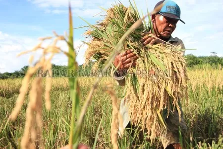PANEN PADI: Di tengah pandemi Covid-19, petani di Kabupaten Bulungan tetap memanen padi di sawah namun tetap memperhatikan pencegahan dengan menjaga jarak. FOTO: RACHMAD RHOMADHANI/RADAR KALTARA