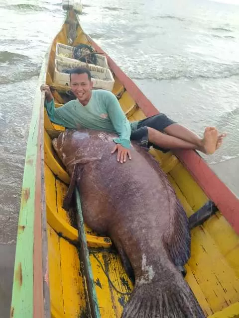 STRIKE: Hasanahbukiah mendapatkan ikan jenis Keratong dengan berat sekira 170 kilogram melalui rawai yang dipasang di perairan Bunyu.
 FOTO: HASANAHBUKIAH UNTUK RADAR TARAKAN