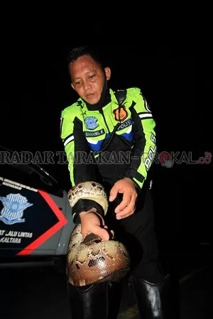 DIAMANKAN: Aiptu Nanang Kusmanto, petugas kepolisian yang mengamankan ular piton yang akan melintas di Posko Km16./RACHMAD RHOMADHANI/RADAR KALTARA