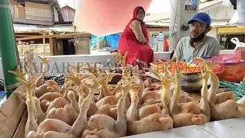 NAIK LAGI: Salah seorang pedagang ayam di Pasar Imbayud Taka, Selasa (21/7)./RIKO/RADAR TARAKAN
