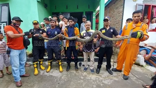 EVAKUASI: Hanya berselang beberapa hari petugas PMK kembali melakukan evakuasi ular yang panjanganya sekitar 4 meter di Sebengkok, Tarakan Tengah, Minggu (10/8)./PMK TARAKAN