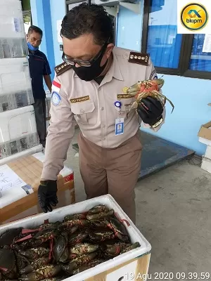 Ekspor kepiting Kaltara ke Malaysia naik lagi.