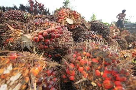 AKAN DICABUT: Izin dua perusahaan perkebunan kelapa sawit di Kabupaten Bulungan akan dicabut karena sudah tidak sesuai dan tidak berprogres./RADAR KALTARA