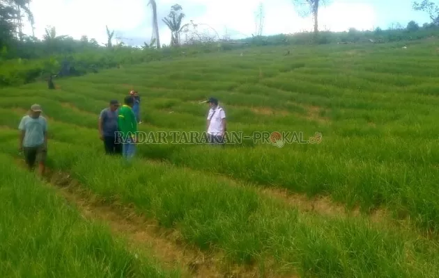 MELIMPAH: Potensi sektor pertanian di Kabupaten Bulungan melimpah. Namun masih minim investasi. Tampak lahan pengembangan bawang merah di KM 57 Tanjung Selor-Berau./PIJAI PASARIJA/RADAR KALTARA