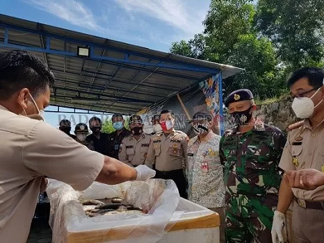 DIMUSNAHKAN: Ikan ilegal masuk dari Malaysia tanpa dokumen dimusnahkan BKIPM Tarakan di UPT Nunukan di Jalan Lingkar, Nunukan Selatan, Jumat (19/2)./RIKO ADITYA/RADAR TARAKAN