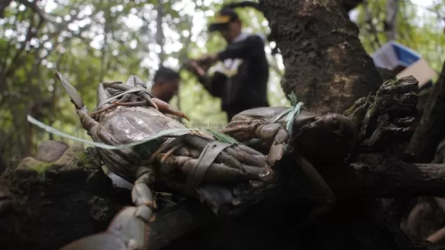 Kepiting bakau selama ini menjadi andalan ekspor Kaltara. Jika tak ada konservasi dan terus dilakukan eksploitasi, dikhawatirkan kepiting bakau akan terus berkurang.
