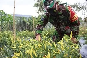 INOVASI: Babinsa Koramil 0907/02 Tarakan Tengah, Serma Suprianto mengecek tanamannya./AGUS DIAN ZAKARIA/RADAR TARAKAN