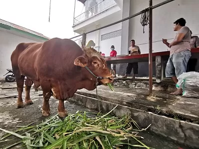 SAPI KURBAN: Seekor sapi jenis limosin pemberian Presiden Jokowi menjadi sapi pertama yang dikurbankan di Masjid Al-mujahidin, Nunukan./RIKO ADITYA/RADAR TARAKAN