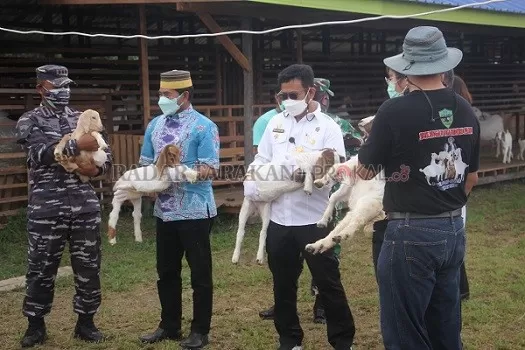 AKAN DIEKSPOR: Kaltara akan mengekspor kambing ke Brunei Darussalam pada Hari Raya Iduladha sebagai wujud kerja sama antar dua negara tetangga./PIJAI PASARIJA/RADAR KALTARA