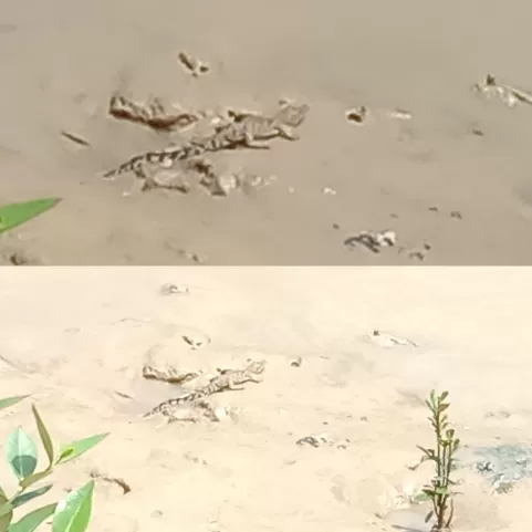 ANAK BUAYA: Sejumlah anak buaya terhitung lebih dari 10 ekor terlihat di Sungai Mamolo, Kelurahan Tanjung Harapan, Nunukan Selatan.KAMARUDDIN UNTUK RADAR TARAKAN