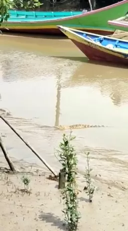 ANAK BUAYA: Anak buaya yang pernah muncul ke permukaan di Sungai Mamolo, Kelurahan Tanjung Harapan, Nunukan Selatan muncul lagi dengan ukuran semakin besar. (Istimewa)