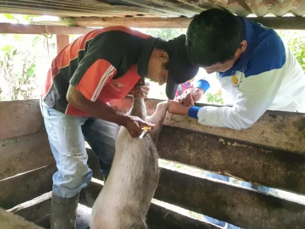 BENTUK IMUNITAS: Petugas Dinas Pertanian Malinau memberikan vitamin kepada babi ternak. (HADI ARIS ISKANDAR/RADAR TARAKAN)