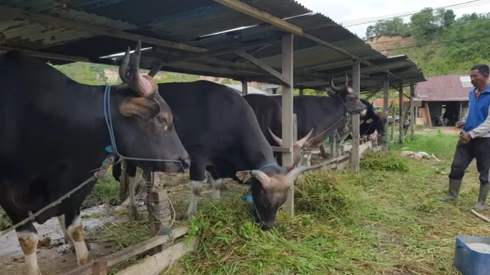 TERBATAS: Beberapa ekor sapi di salah satu peternakan di Jalan Bhayangkara, Kelurahan Karang Anyar, Tarakan Barat.