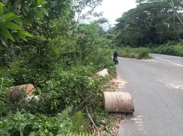 DIBIARKAN: Potongan kayu membentang di pinggir Jalan Gunung Selatan, Senin (22/5). FOTO: AGUS DIAN ZAKARIA/RADAR TARAKAN