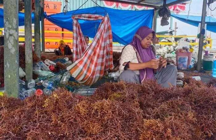 Aktivitas pengikat rumput laut yang merupakan komoditi unggulan Nunukan. Kini harga rumput laut turun drastis membuat petani merugi.