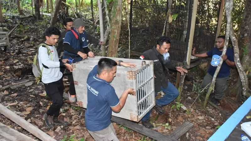 Tiga jenis satwa dilindungi dievakuasi BKSDA Provinsi Kalteng dari lokasi wisata Rawa Wendu (Rawen) Desa Sanggu Kecamatan Dusun Selatan, Senin sore (27/1). (JENERI KALTENG POS)