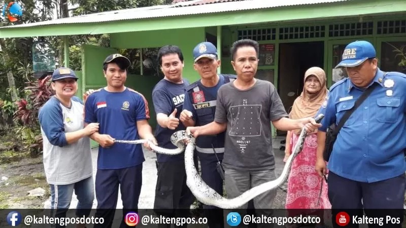 Evakuasi ular piton oleh petugas pemadam kebakaran Kota Palangka Raya yang telah memangsa ayam milik warga