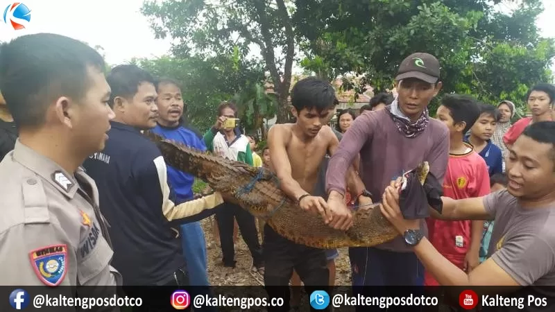 Sekor buaya yang telah membuat resah warga Desa Mentaren II berhasil ditangkap, Rabu (4/3) sore. (Foto: Widodo untuk Kalteng Pos)