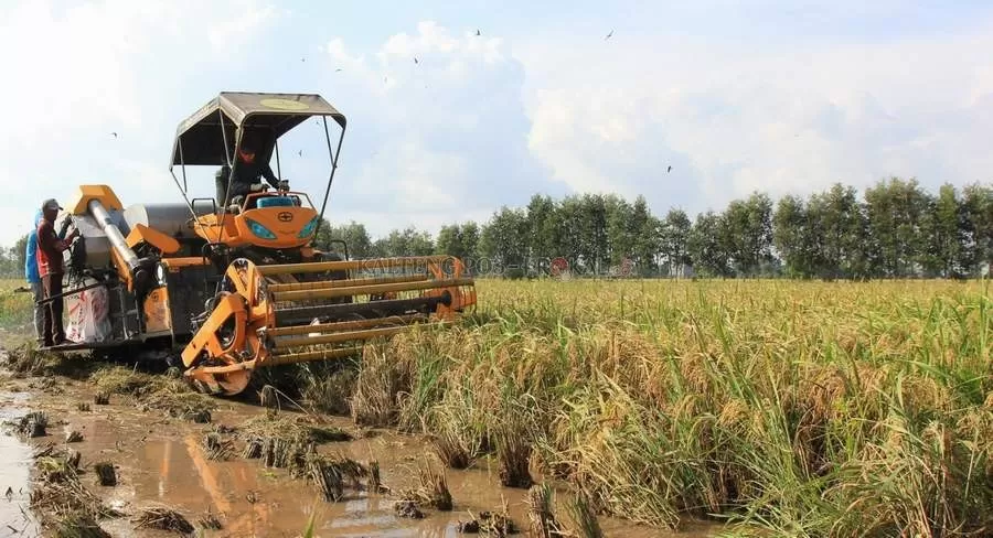 SUDAH MODERN: Mesin pemanen padi tak menyisahkan batang-batang padi di sawah milik Manto, petani di Desa Belanti Siam, beberapa waktu lalu. AGUS PRAMONO/KALTENG POS