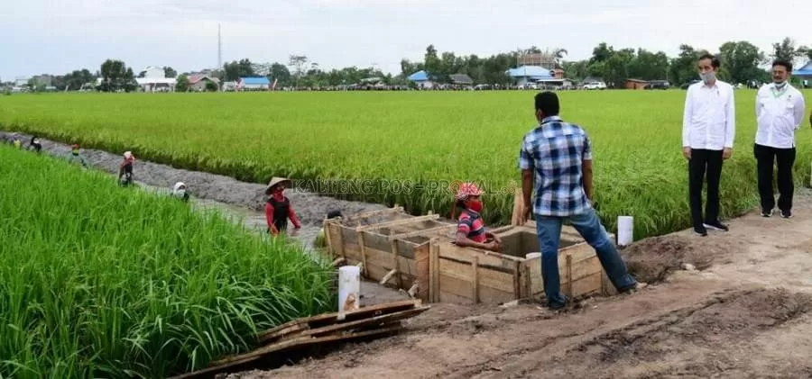 LIHAT LOKASI: Presiden RI H Joko Widodo saat melihat langsung persiapan lahan food estate di Kalteng.
