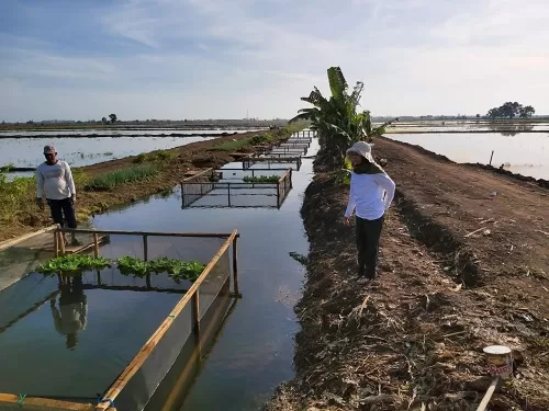 PROYEK PERCONTOHAN: Penyebaran benih padi di lahan food estate sudah menggunakan drone. Untuk meningkatkan nilai ekonomi, saluran air di areal persawahan dijadikan kolam ikan. SUSILAWATI-LILIK FOR JPG