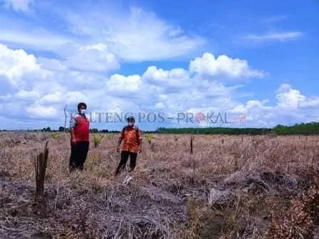 PERKEBUNAN RAKYAT: Lahan ini dahulu baru digarap petani setelah terbakar untuk ditanami padi. Setelah adanya program replanting dari pemerintah, lahan ini sekarang menjadi perkebunan kelapa sawit milik masyarakat.