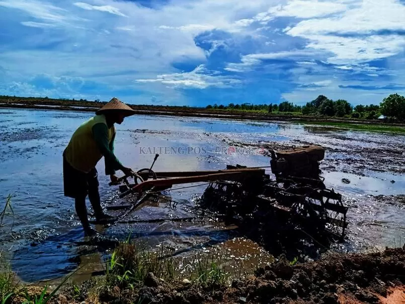 PENGOLAHAN LAHAN: Sebagian petani di kawasan food estate harus menunda penanaman padi karena terdampak banjir. Foto ini diambil sehari sebelum debit air di persawahan meninggi. HARTOYO/KALTENG POS