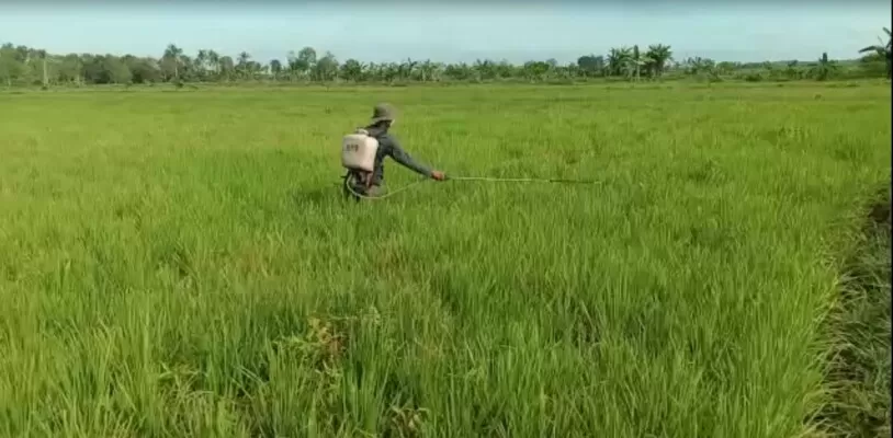 ANTISIPASI PENULARAN: Petani di Desa Sidorejo, Kecamatan Tamban Catur, Kapuas menyemprotkan pestisida ke tanaman padi agar terhindar dari ancaman penyakit tungro.
